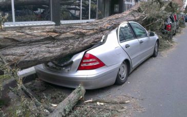 фото упавшего на машину дерева